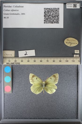 Media type: image;   Entomology 193853